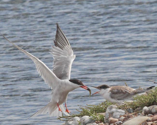 Nesting Tern Update